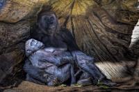 In Mother's Arms